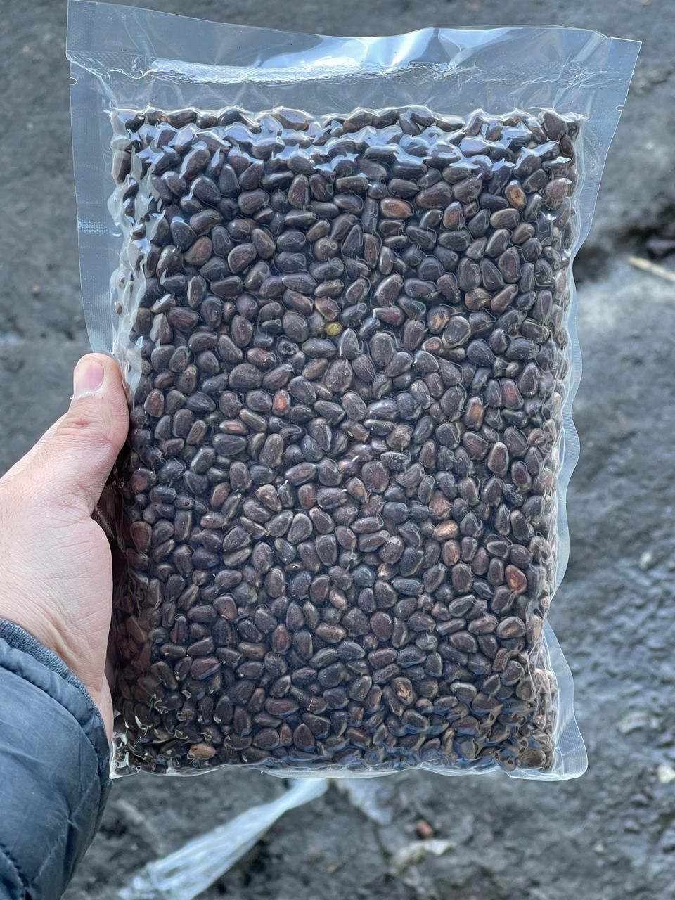 Кедровый орех в скорлупе 